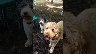 Dog park ⛱ 🌳 #foryou #dog #sheepadoodle #goldenretriever #cute #fyp #beach #beachlife #brothers #lol