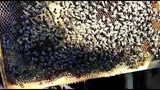 Однорамочные отводки пчел, расширяю пасеку. Однорамочный отводок от формирования до засева матки.