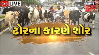 LIVE :Stray Cattle | Gujarat HC | Stray Cattle Control Bill | Cattle Menace | Ahmedabad News Live
