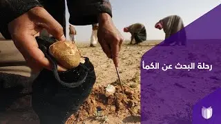 UTV تتوغل في بادية الأنبار وترافق الأهالي في رحلة بحث مؤمنة عن الكمأ المدفون تحت ترابها