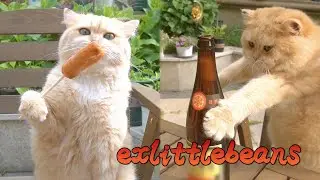 Я вырастил кота, или кот вырастил меня?