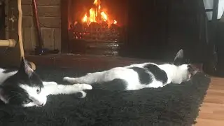 BOOP challenge