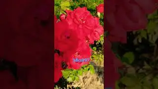 #tumhe pakar dilwar #song #flowers #jiske #love #mksir97 #ambedkarjayanti #jiskeaanesemukammalho