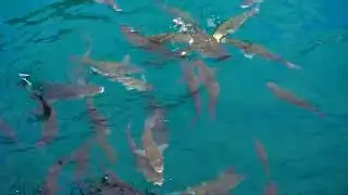 Zatrzęsienie ryb w Port Los Gigantes
