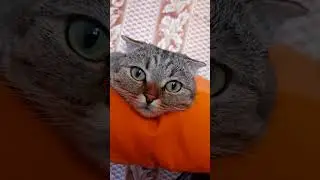Луна ❤️ 😻 #любимыепитомцы #cat #животные #shorts #animals #рекомендации