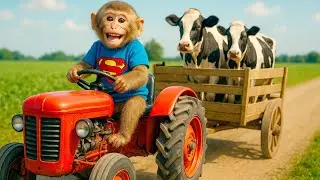 Monkey CP Drives Tractor to Rescue a Dairy Cow from the Deep River | Unexpected Farm Adventure 🐒🚜🐄
