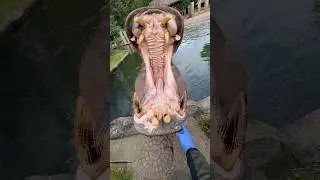 Cleaning Hippo's Mouth 🦛