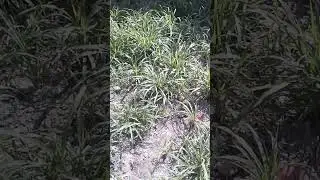 Super Napier Grass