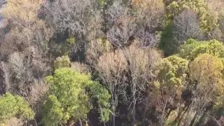 Georgia's rapid population growth is taking a toll on its tree canopy