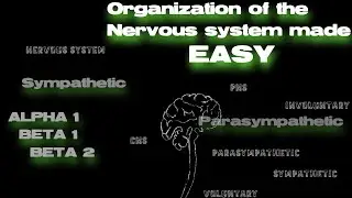 he organization of the Nervous system (Sympathetic, Alpha 1, Beta 1, Beta 2)