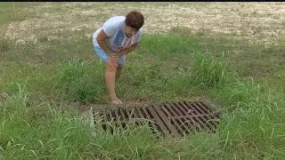 Gator in storm drain