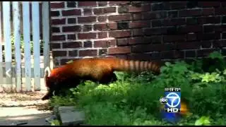 Rusty the red panda found in Adams Morgan
