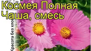 Космея гибридная Полная Чаша. Краткий обзор, описание характеристик cosmos bipinnatus