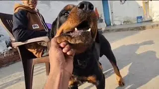 Bruno ka  chota dost | rottweiler dog video | dog vlog | dog video 