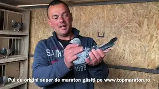 Întârziem aruncarea de pene din aripa