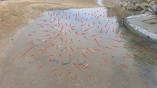 养殖场清完塘排出满地大虾，阿文赶海疯狂捡漏，直呼今天发财了