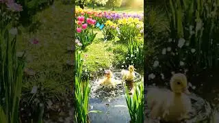 Fluffy Ducklings in Spring! | Cute Animal Story for Kids 🦆☀️