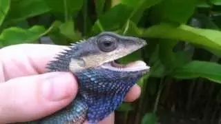 Blue-crested Lizard