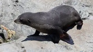 Fur Seals and Stunning Coastal Views at Ohau Point Lookout | New Zealand Road Trip