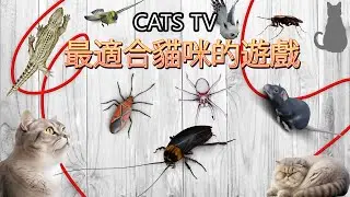 CATS TV - 貓咪最佳感官遊戲: 貓主子的視覺饗宴 📺 100種遊戲一次滿足：🪱🐁🪰🪲🕷️ [3小時 3D音效] Full HD