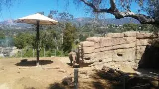 Elephant at SB Zoo