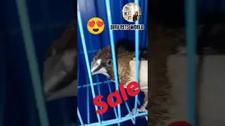 Finch bird's variety for sale 🐾😍7328823169 #viral #shots #short #pets #youtubefeed