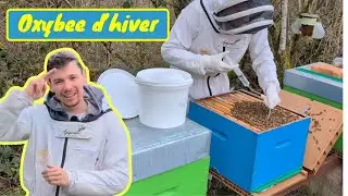 TRAITEMENT BIO D&rsquo;HIVER des abeilles &ndash; On ouvre les ruches &agrave; 6 &deg;C et on d&eacute;couvre d&rsquo;&eacute;normes colonies !