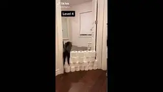 Cat Olympics During Quarantine 🐱