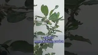 Apple in desert #apple growing in rajasthan
