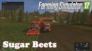 How to Sow and Harvest Sugar Beets Farming Simulator 17 !