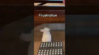 Bunny Body Language - Frustration