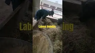 Labour training #feed #tmr#wanda #trending#shortsfeed #profit #animals