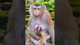 What will be doing for super cute baby Luno？ #Rainbow #Leo #Lucie #Ju