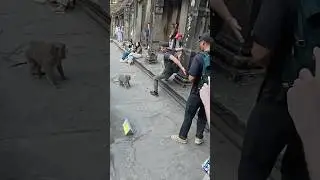 Monkey Attack In Angkor Wat 🇰🇭
