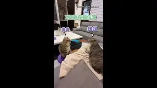 【超派】2貓互瞪搶位置！奴才助攻加一腳...衝突一觸即發XD #Shorts