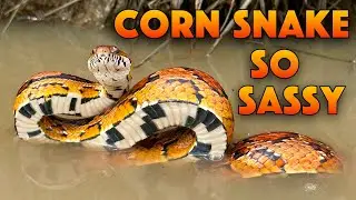Wild Corn Snake Defensive Behavior! 11 Strikes!