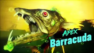 Maneater Apex Barracuda
