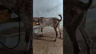 @karachigoatfarming700 makhi cheeni ka shoqe full video chat setup it kgf 🌿🌿🐐