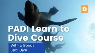 Learn to Dive including Free Seal Dive