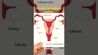 #biology #zoology #reproduction #female #reproductive_system #science #views #viralshorts