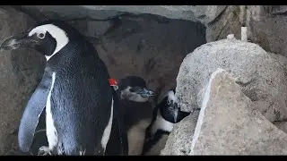 CMZoo Penguin Chick is Growing Fast