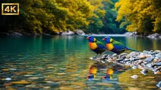 Relaxing Piano Nature Music with Birds and River Sounds for Sleep, Healing and Study Time