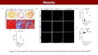Prophylactic supplementation with Bifidobacterium infantis attenuates cardiac ischemia