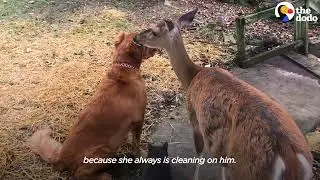 The Dodo Deer Brings Her Babies To Meet Her Dog Best Friend Every Spring
