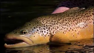 ORVIS - Dry Fly Tactics - Fishing Terrestrials