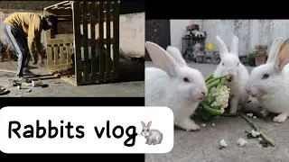 rabbits | Rabbit Farm | Creation #dailyvlog #rabbit #god #farming 
