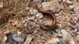 Explore El Paso: North Hills Trails
