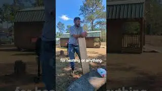🌎 Worldtree rep:Paulownia tree, Milling and kiln dry lumber  #sustainableforestry #paulowniawood