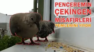PENCEREMDE BİR &Ccedil;İFT KUMRU | YAĞMURDAN SONRA GELEN KUMRULAR YEMLERİNİ YİYOR  | DOVE ON MY WINDOW