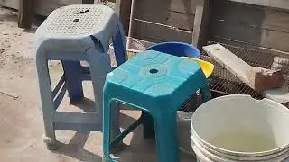 দেশি মুরগির বাচ্চা 